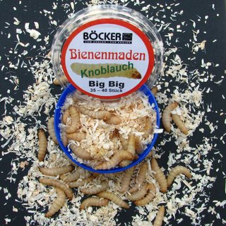 Bienenmaden Garlic Big Big 35 - 40 Stück