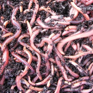 Dendrobena Würmer